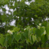 피나무(Tilia amurensis Rupr.) : 별꽃