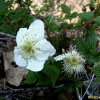 장딸기(Rubus hirsutus Thunb.) : 풀배낭