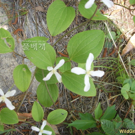 외대으아리(Clematis brachyura Maxim.) : 봄까치꽃
