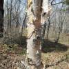 거제수나무(Betula costata Trautv.) : 살충제