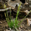 그늘사초(Carex lanceolata Boott) : 고들빼기