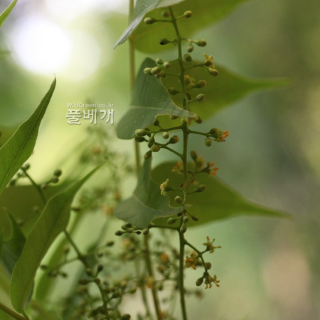 검양옻나무(Toxicodendron succedaneum (L.) Kuntze) : 카르마