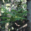 검양옻나무(Toxicodendron succedaneum (L.) Kuntze) : 카르마