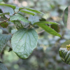 가막살나무(Viburnum dilatatum Thunb. ex Murray) : 무심거사