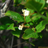 털댕강나무(Zabelia biflora (Turcz.) Makino) : 카르마