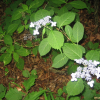 산수국(Hydrangea macrophylla (Thunb.) Ser. subsp. serrata (Thunb.) Makino) : 벼루