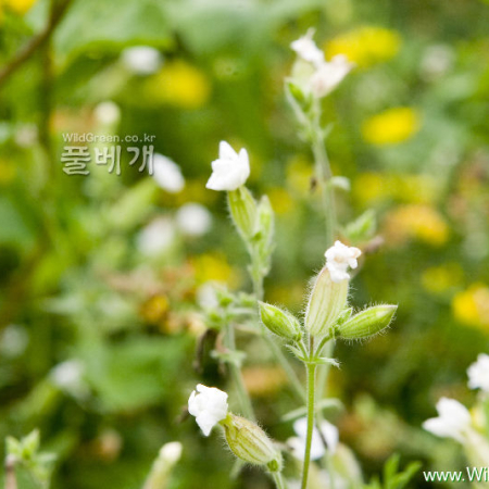 말냉이장구채(Silene noctiflora L.) : 카르마