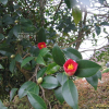 동백나무(Camellia japonica L.) : 세임