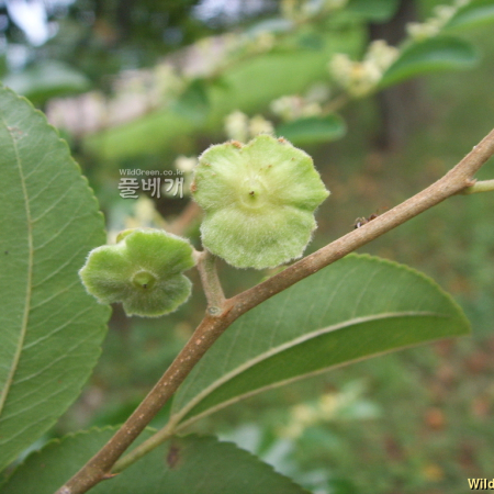 갯대추나무(Paliurus ramosissimus (Lour.) Poir.) : 봄까치꽃