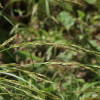 길뚝사초(Carex bostrychostigma Maxim.) : 도리뫼