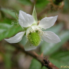멍덕딸기(Rubus idaeus L. subsp. melanolasius Focke) : 둥근바위솔