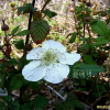 장딸기(Rubus hirsutus Thunb.) : 구산