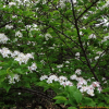 팥배나무(Aria alnifolia (Siebold & Zucc.) Decne.) : 벼루