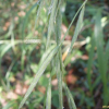 숲개밀(Brachypodium sylvaticum (Huds.) P.Beauv.) : 봄까치꽃