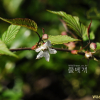 수리딸기(Rubus corchorifolius L.f.) : 통통배