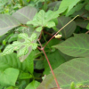 까마귀머루(Vitis ficifolia Bunge) : 청암