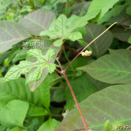 까마귀머루(Vitis ficifolia Bunge) : 들국화