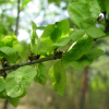 비술나무(Ulmus pumila L.) : 통통배