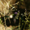 산들깨(Mosla japonica (Benth. ex Oliv.) Maxim.) : 무심거사
