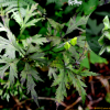 각시투구꽃(Aconitum monanthum Nakai) : 설뫼*