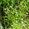 왕별꽃(Stellaria radians L.) : 통통배