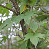 단풍마(Dioscorea quinquelobata Thunb.) : 들국화