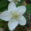 장딸기(Rubus hirsutus Thunb.) : snowbell