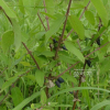 댕댕이나무(Lonicera caerulea L.) : 들국화