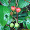 이스라지(Prunus japonica var. nakaii (H.Lev.) Rehder) : 현촌