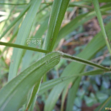 숲개밀(Brachypodium sylvaticum (Huds.) P.Beauv.) : 봄까치꽃
