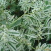 설악초(Euphorbia marginata Pursh) : 塞翁之馬