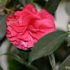 애기동백나무(Camellia sasanqua Thunb.) : 통통배