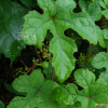 까마귀머루(Vitis ficifolia Bunge) : 꽃천사
