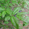 분홍괴불나무(Lonicera tatarica L.) : 무심거사