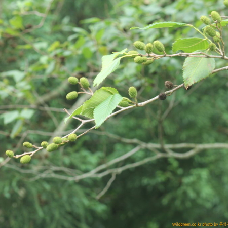좀사방오리(Alnus pendula Matsum.) : 무심거사