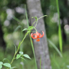 땅나리(Lilium callosum Siebold & Zucc.) : 바지랑대