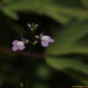 솔잎해란초(Nuttallanthus canadensis (L.) D.A. Sutton) : 산들꽃