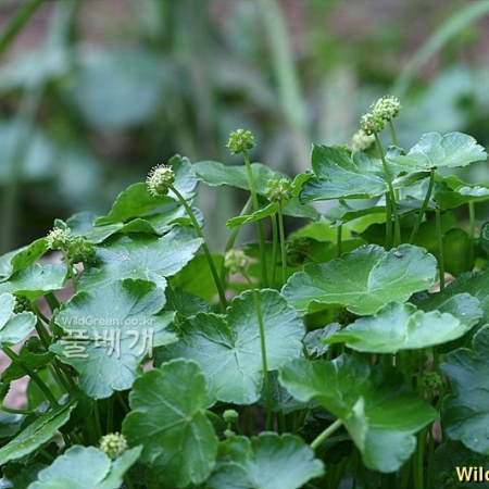 큰피막이(Hydrocotyle ramiflora Maxim.) : 고들빼기