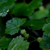 큰피막이풀(Hydrocotyle javanica Thunb.) : 무심거사
