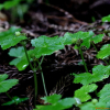 큰피막이풀(Hydrocotyle javanica Thunb.) : 무심거사
