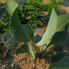 갯취(Ligularia mongolica (Turcz.) DC.) : 바지랑대