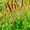 참삿갓사초(Carex jaluensis Kom.) : 청암