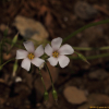 덩이괭이밥(Oxalis articulata Sabigny) : 봄까치꽃