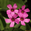 덩이괭이밥(Oxalis articulata Sabigny) : 봄까치꽃