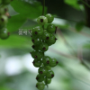 까치밥나무(Ribes mandshuricum (Maxim.) Kom.) : 통통배