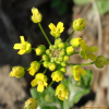 꽃다지(Draba nemorosa L.) : 들꽃따라