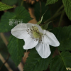 장딸기(Rubus hirsutus Thunb.) : 그리운
