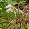 대흥란(Cymbidium macrorhizon Lindl.) : 산들꽃