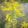 양미역취(Solidago altissima L.) : 현촌