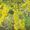양미역취(Solidago altissima L.) : 현촌